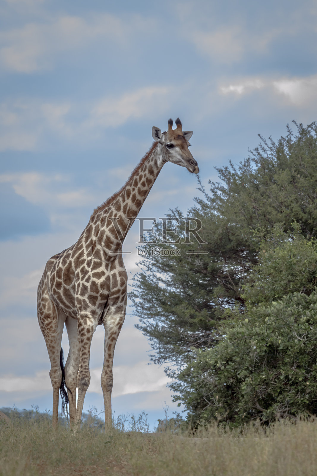 南非克鲁格国家公园的长颈鹿照片摄影图片