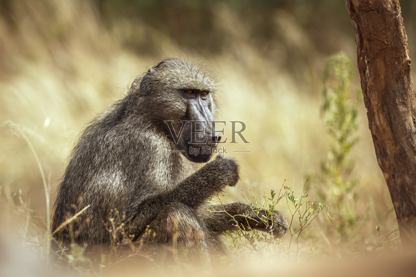 南非大克鲁格国家公园的查克马狒狒照片摄影图片