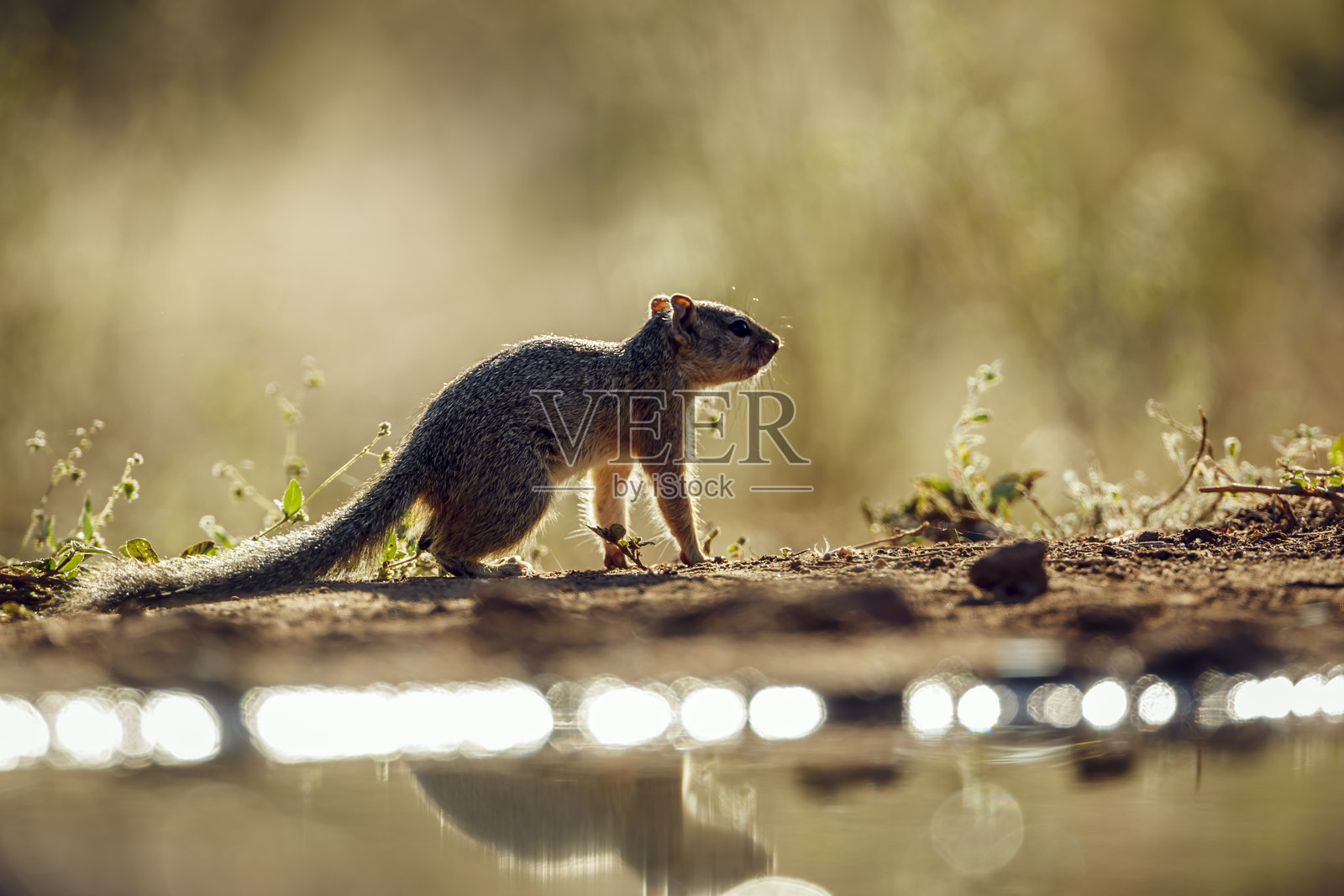 南非大克鲁格国家公园的史密斯灌木松鼠照片摄影图片