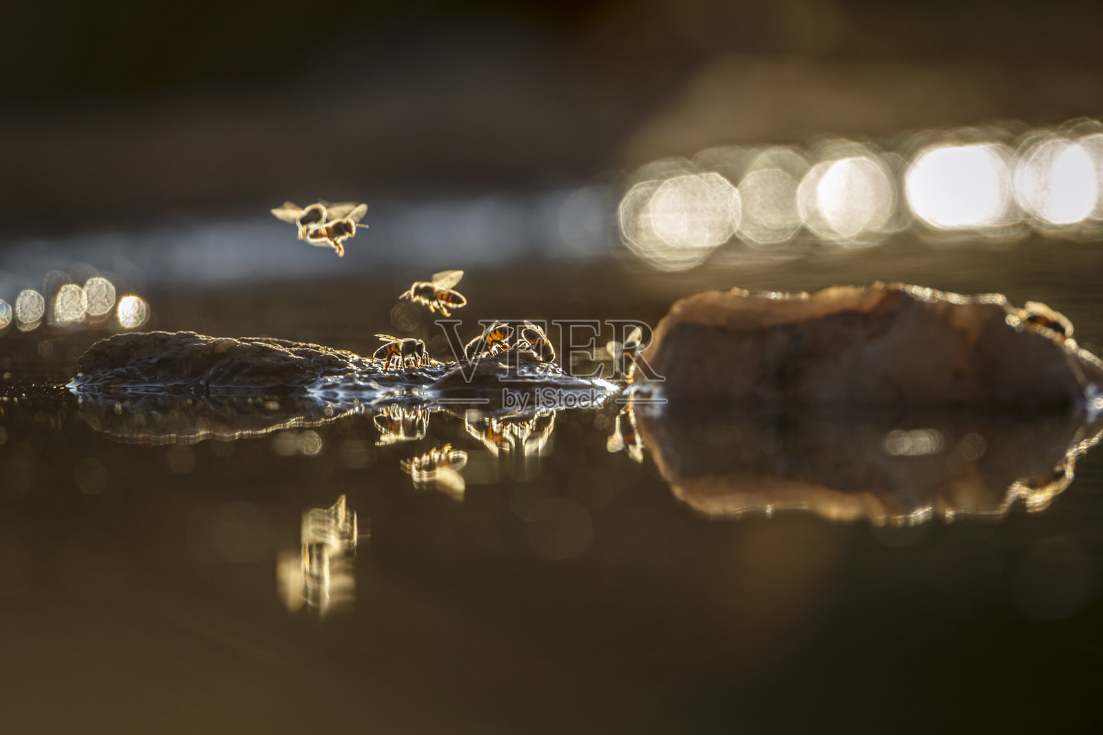 黄昏时分，黄蜂在水面上空飞翔，背光效果显著。照片摄影图片