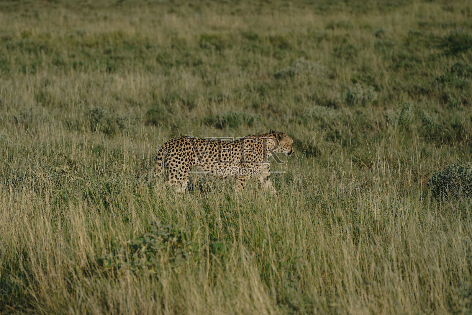 纳米比亚埃托沙国家公园的日落下的豹子照片摄影图片