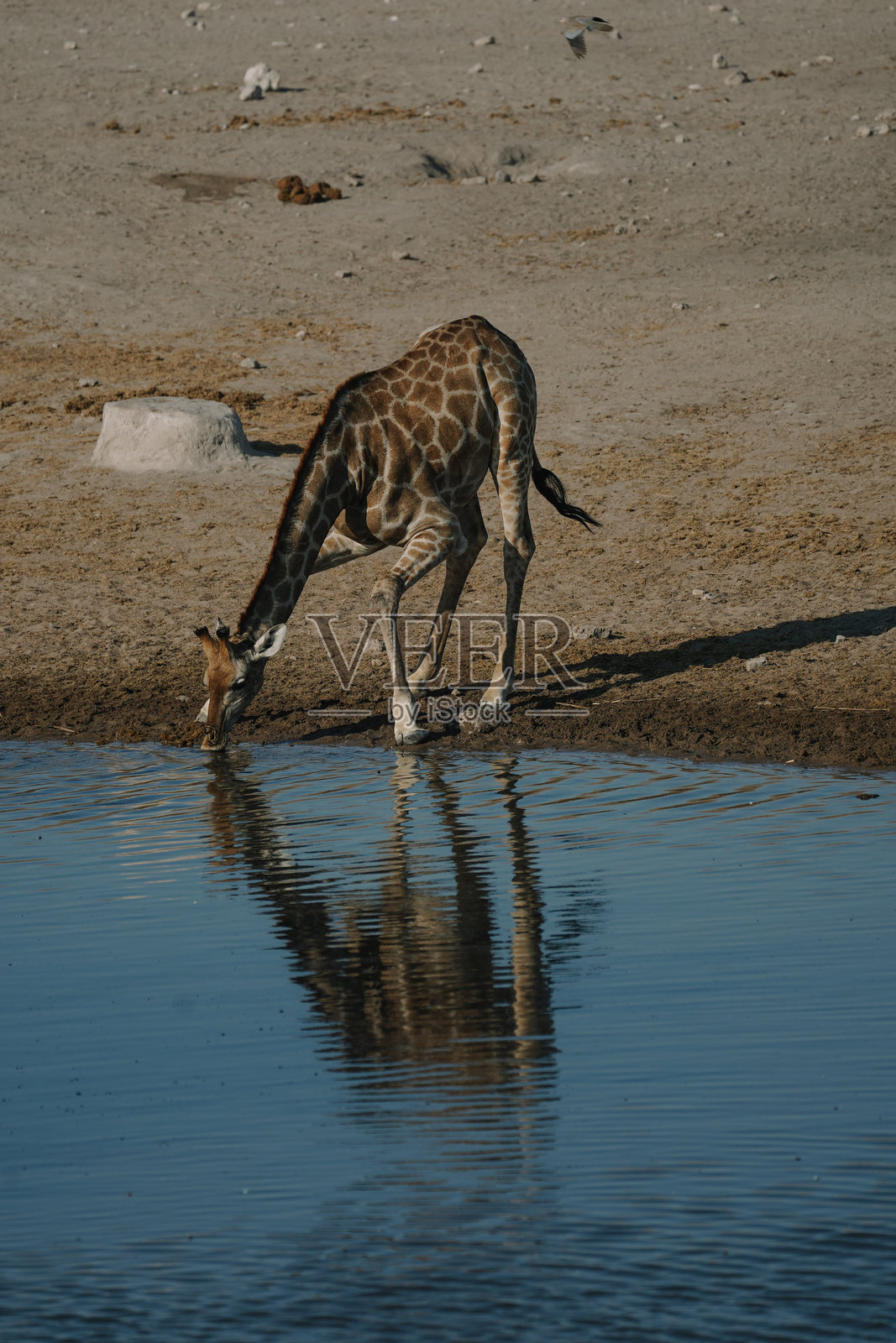 长颈鹿在纳米比亚埃托沙国家公园的水坑边弯腰喝水照片摄影图片