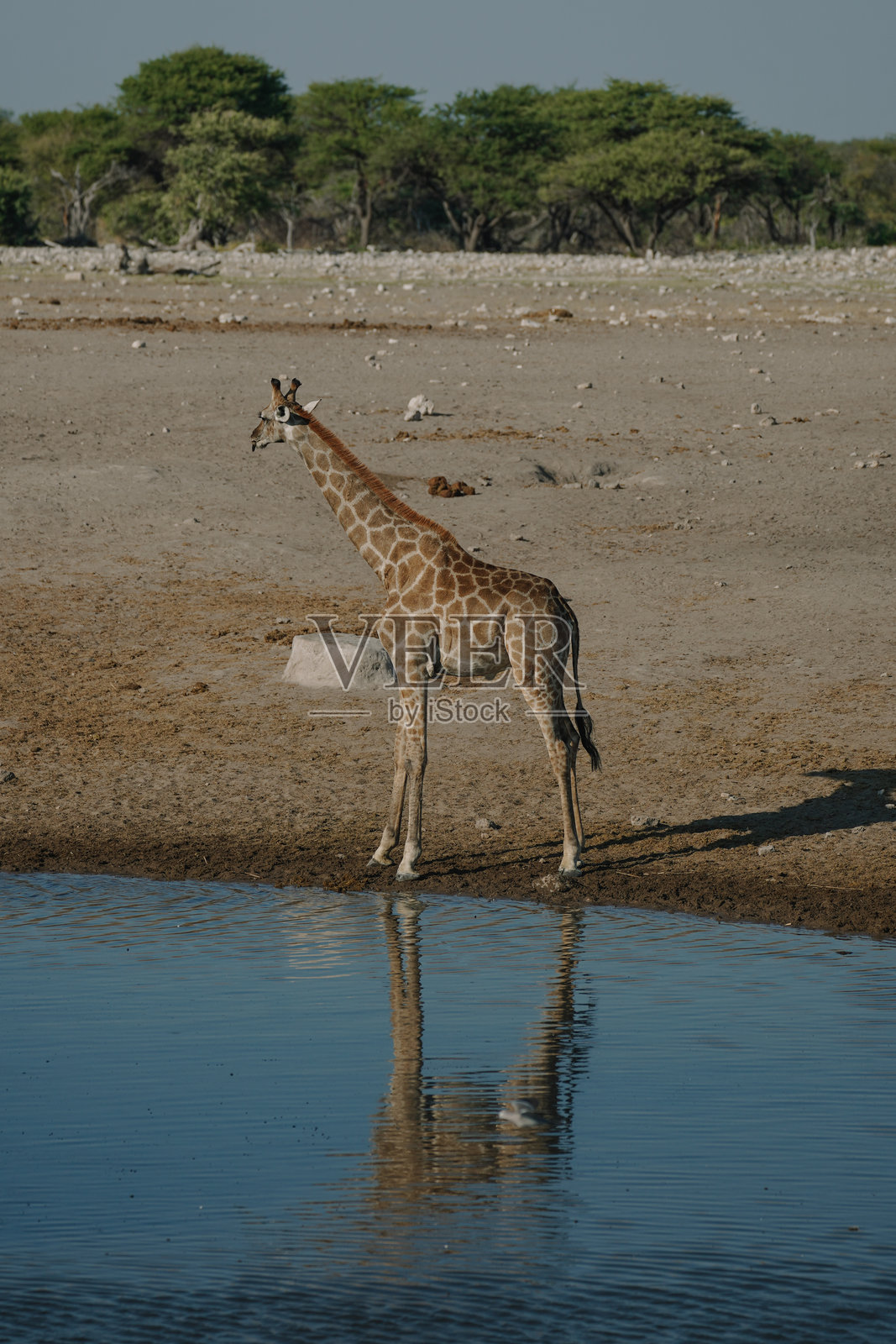 在纳米比亚埃托沙国家公园，长颈鹿站在水坑附近。照片摄影图片
