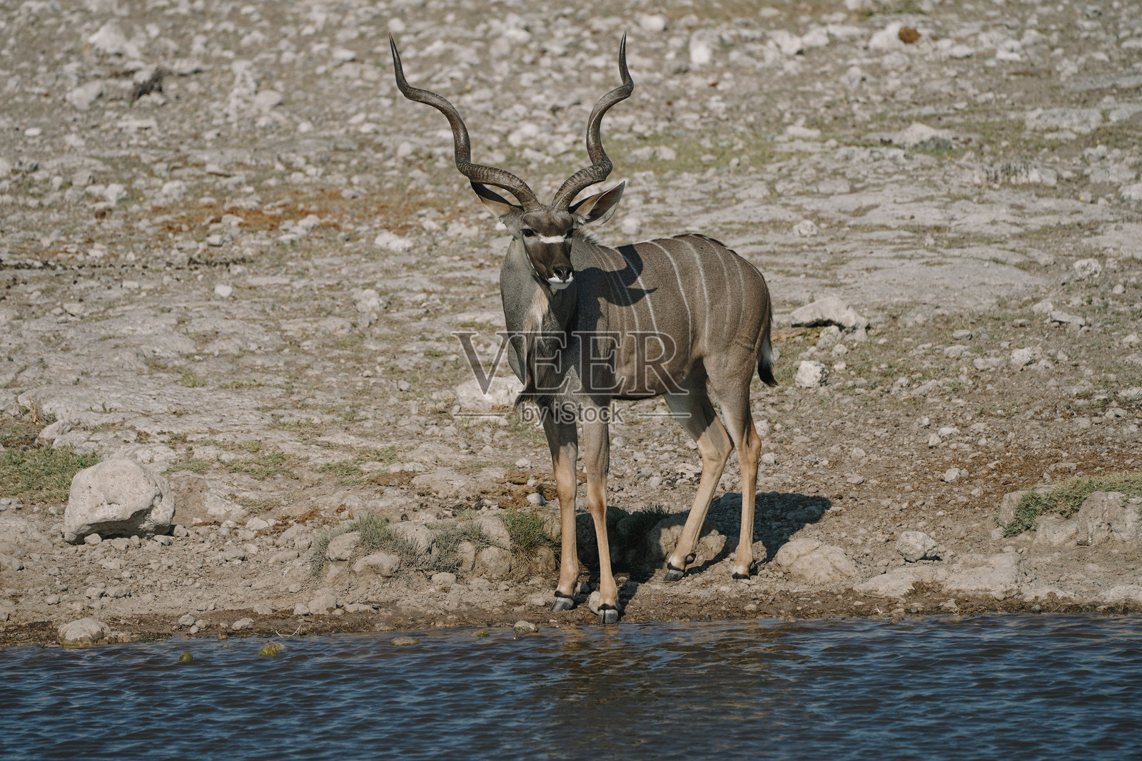美丽的雄性大角羚（Tragelaphus strepsiceros）在纳米比亚埃托沙国家公园的水坑附近照片摄影图片