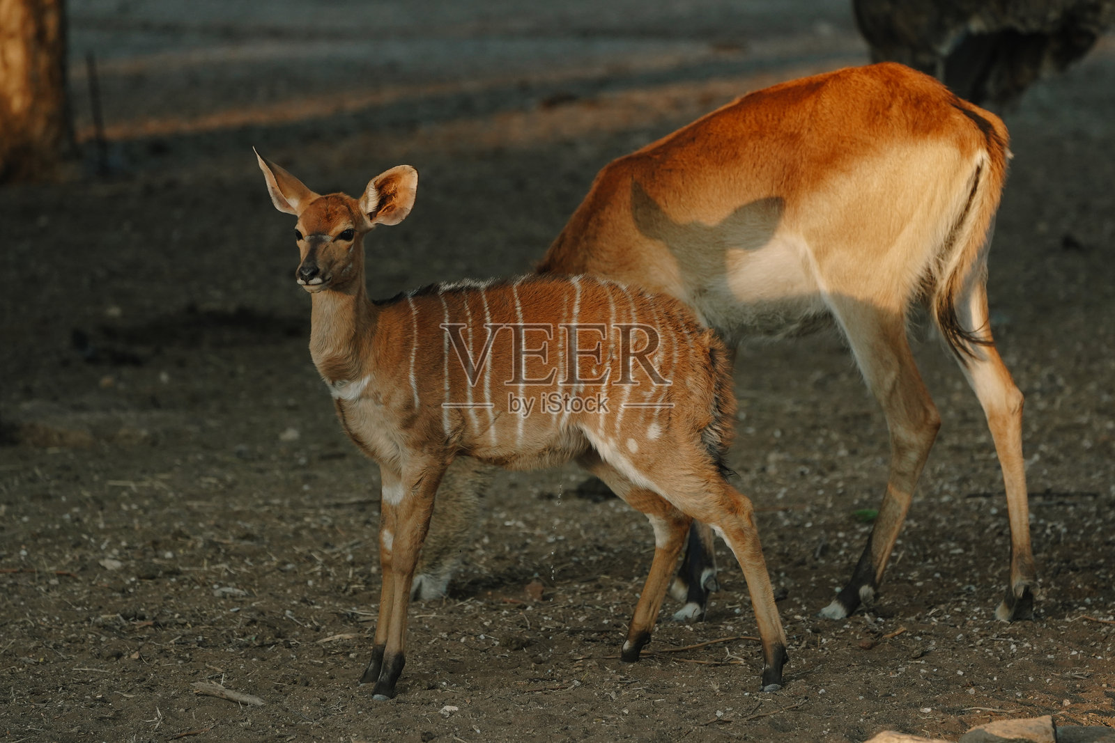 纳米比亚阳光下的尼亚拉羚羊照片摄影图片