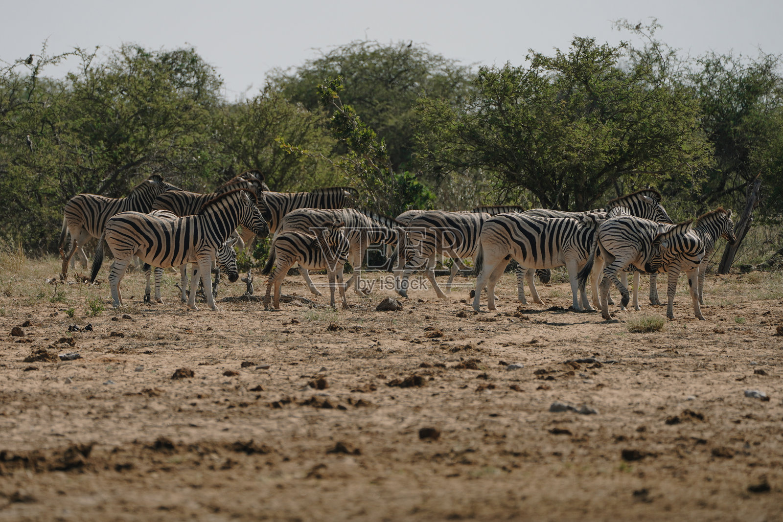 纳米比亚埃托沙国家公园灌木丛中的斑马群照片摄影图片