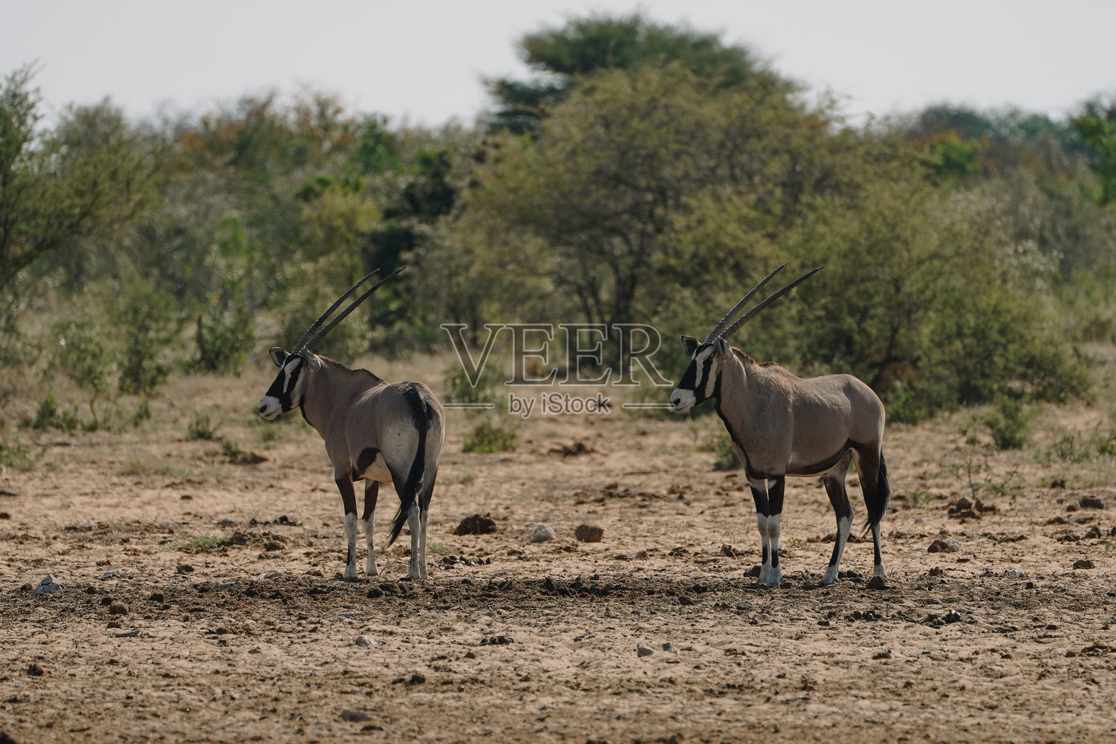 在纳米比亚的埃托沙国家公园，两只羚羊。照片摄影图片