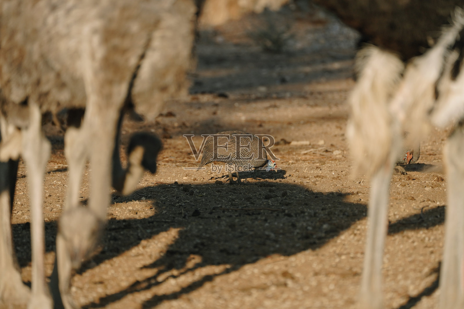 纳米比亚的头盔珍珠鸡与鸵鸟在一起照片摄影图片
