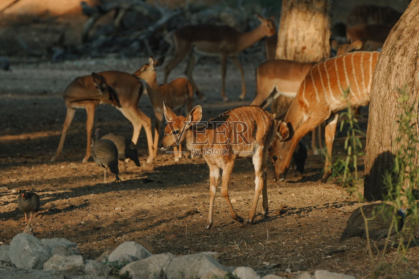 纳米比亚阳光下的尼亚拉羚羊照片摄影图片