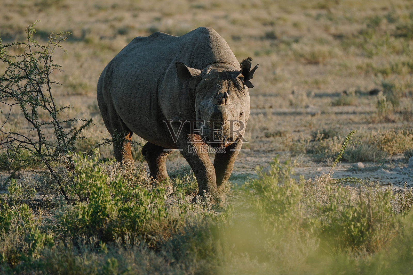 在纳米比亚埃托沙国家公园，一只角断耳破的黑犀牛在行走。照片摄影图片
