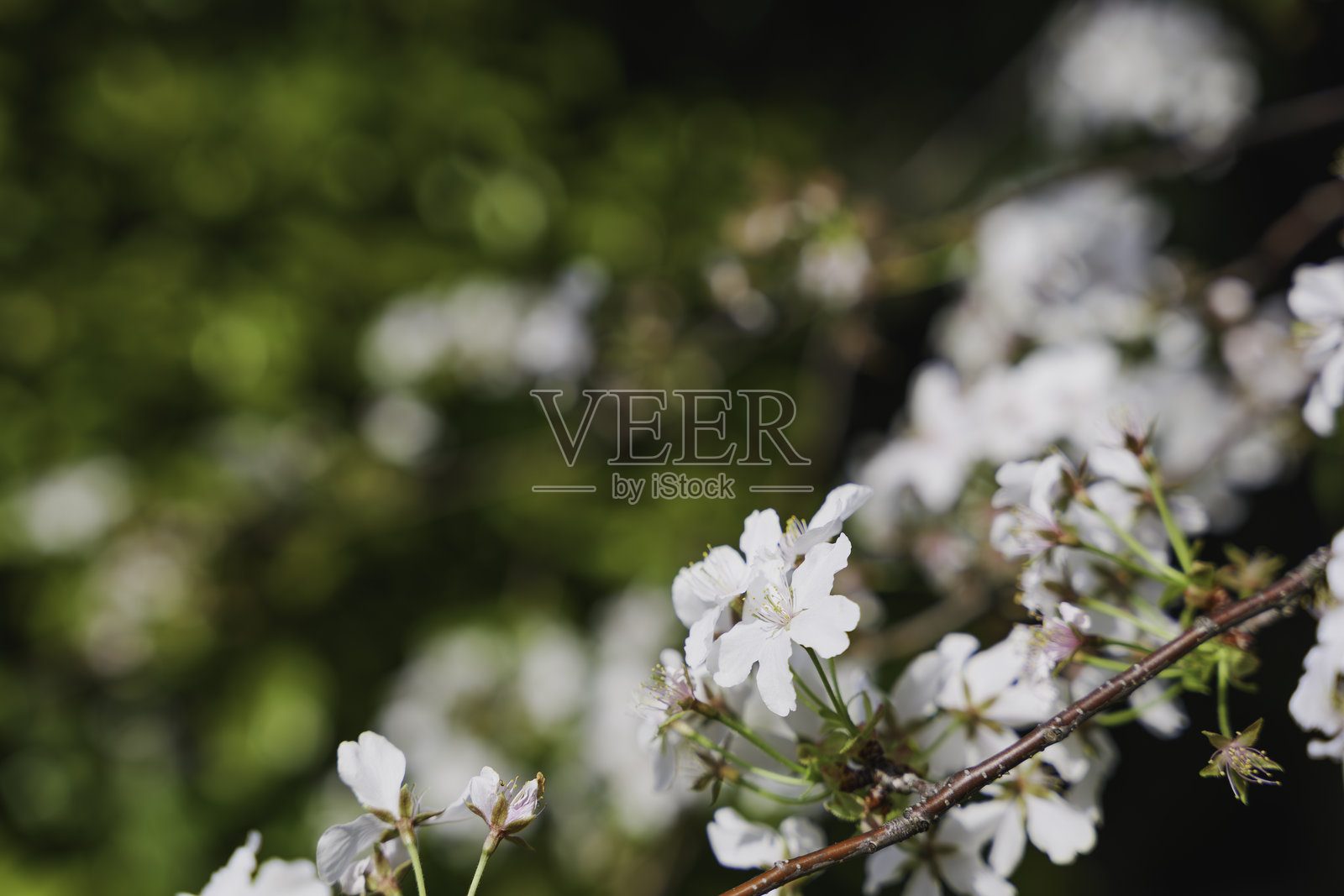 白色樱花，春季风景照片摄影图片