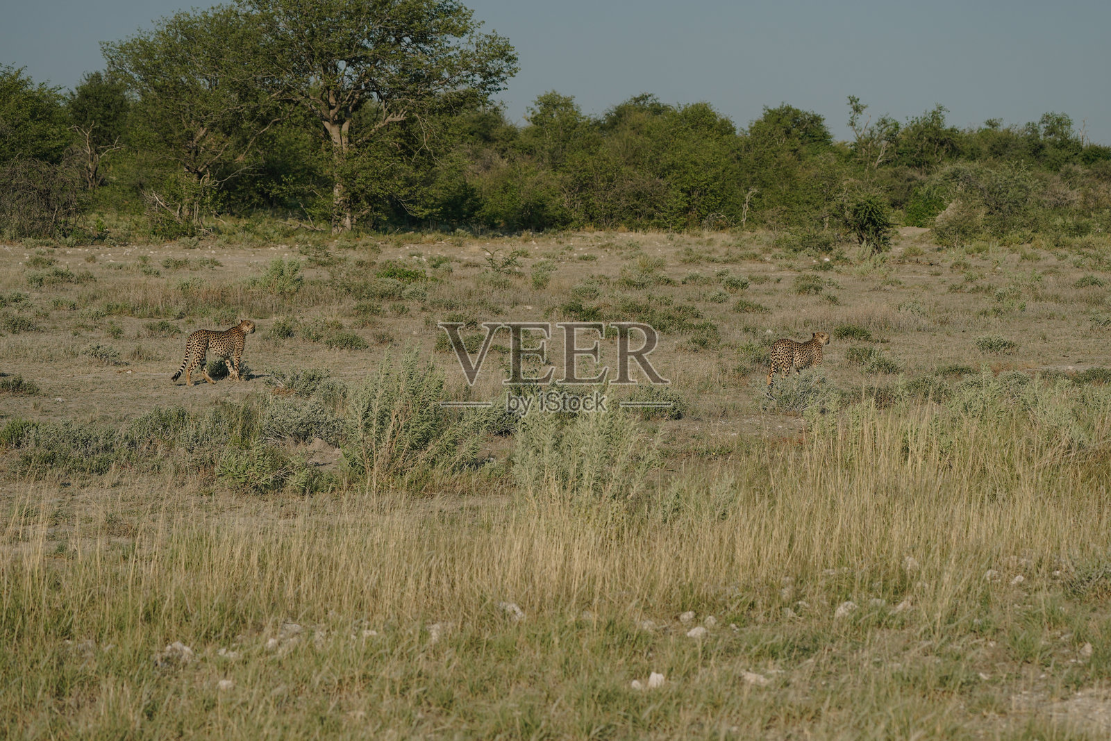 纳米比亚埃托沙国家公园的猎豹兄弟在日落时分漫步照片摄影图片