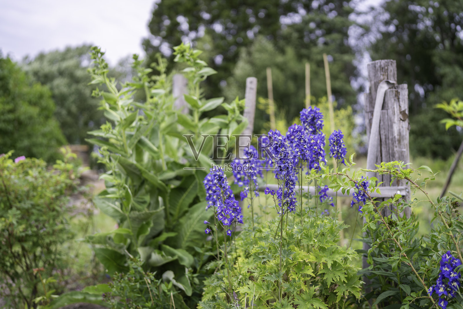 深蓝色的飞燕草在乡村花园中盛开。照片摄影图片
