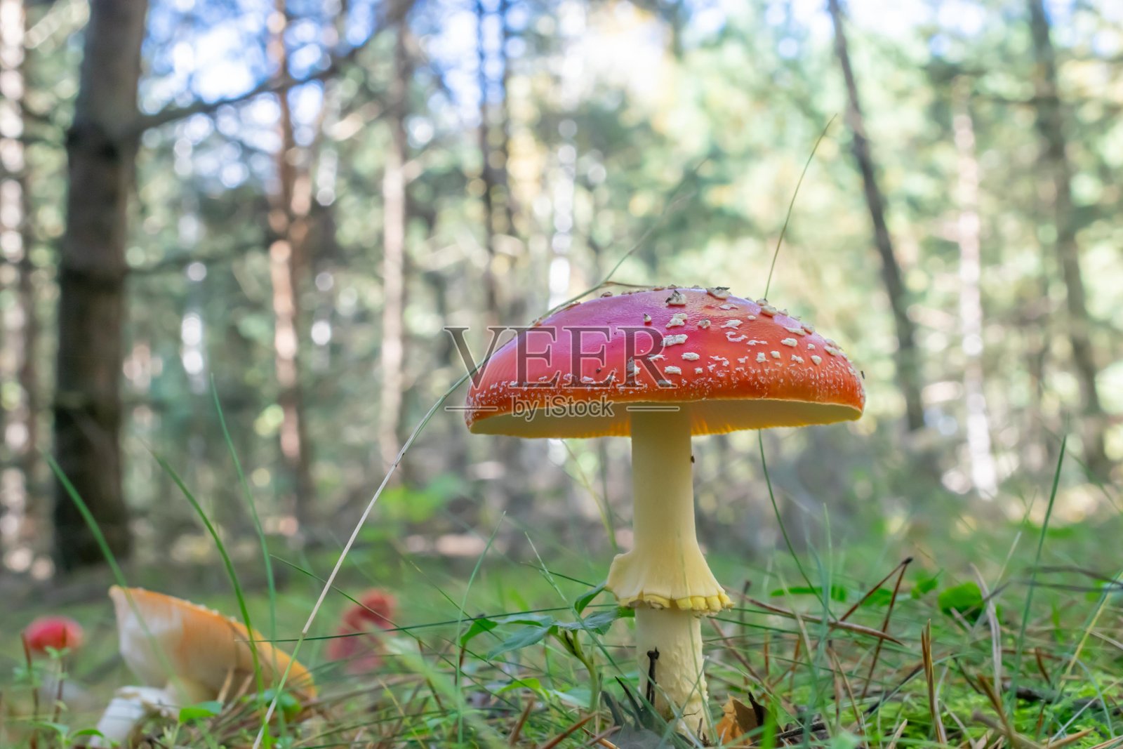 阳光明媚的日子里，红蘑菇（Amanita muscaria）的照片照片摄影图片