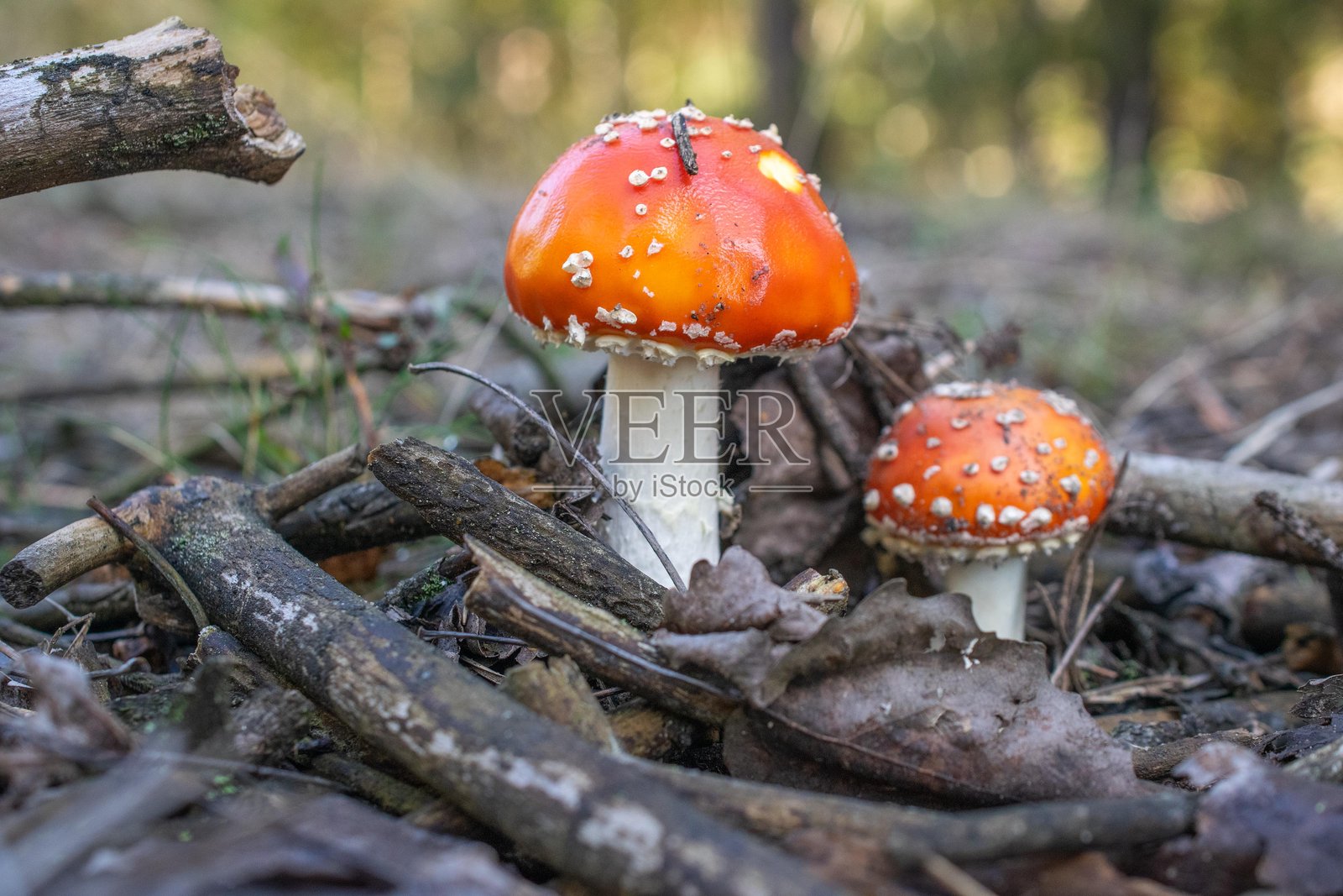 阳光明媚的日子里，红蘑菇（Amanita muscaria）的照片照片摄影图片