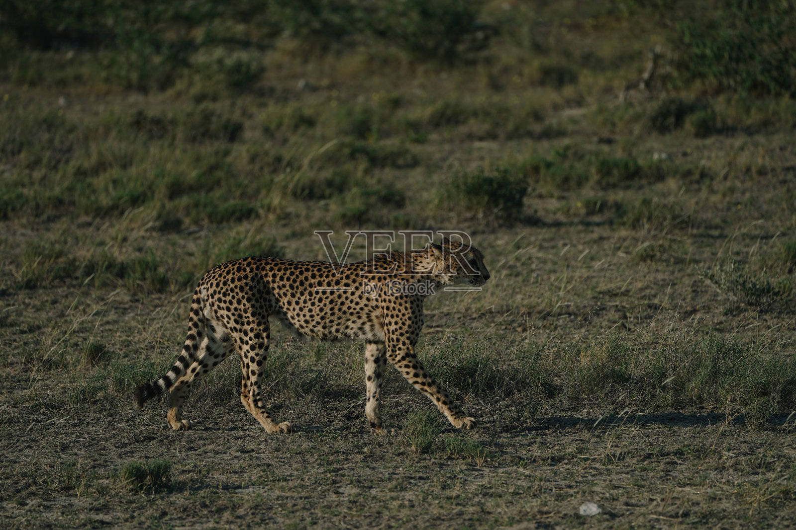 纳米比亚埃托沙国家公园的日落下的豹子照片摄影图片