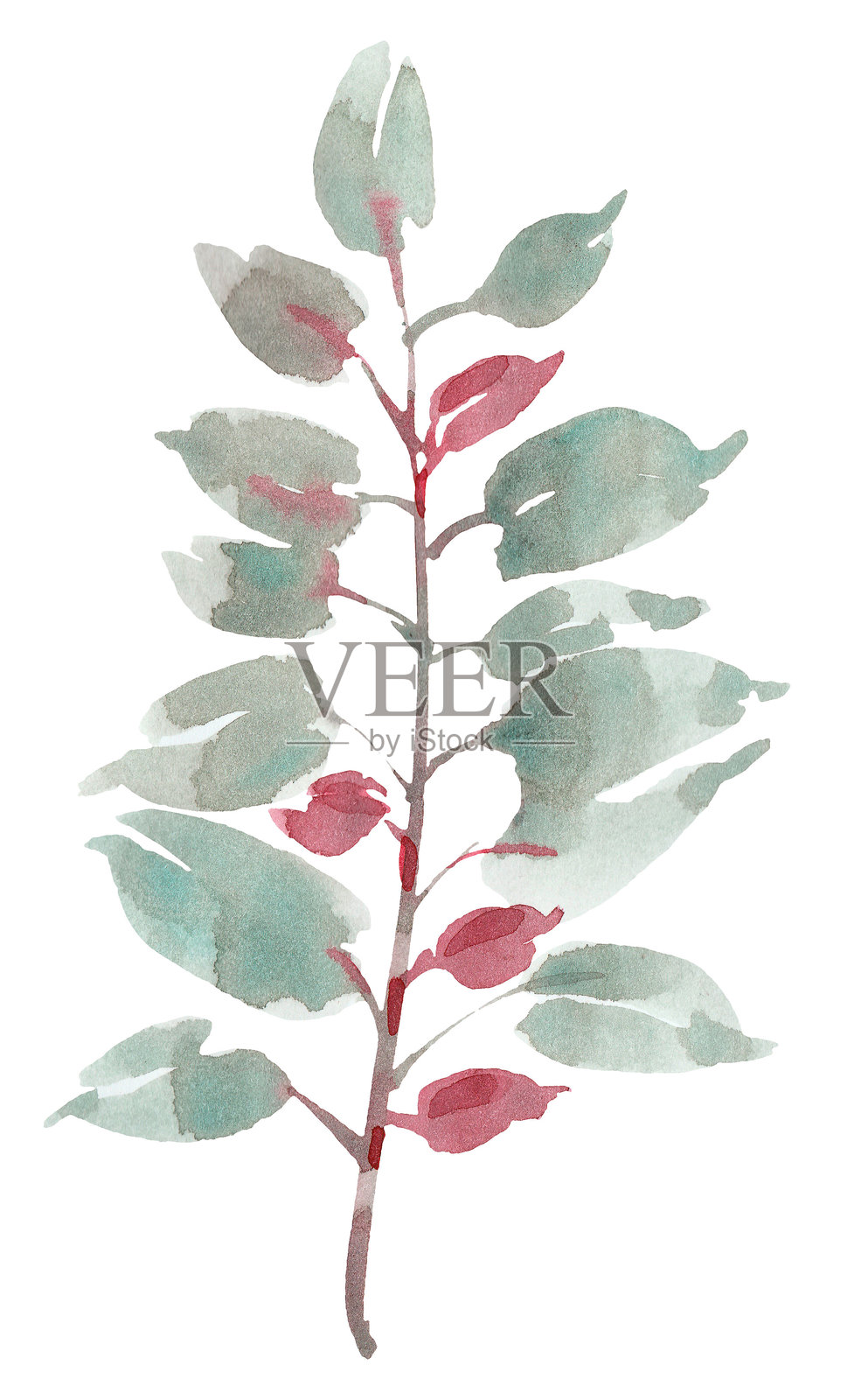 水彩画的树枝，带有绿色叶子和红色浆果。插画图片素材
