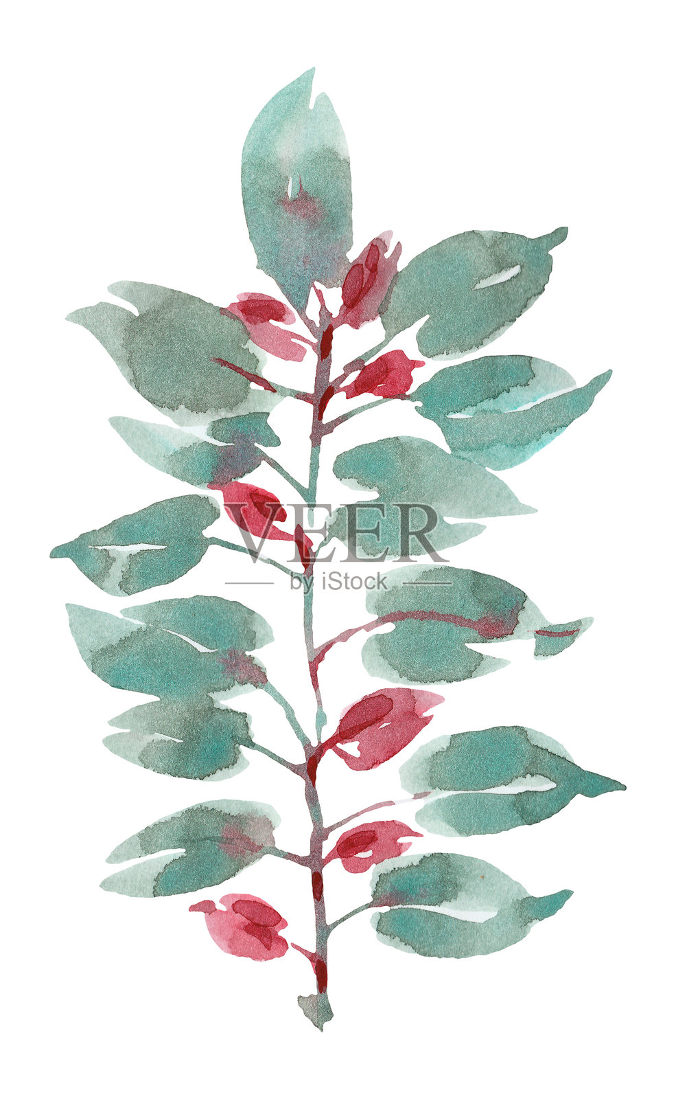 用水彩和毛笔画出的树枝，带有绿色的叶子和红色的浆果。手绘。插画图片素材