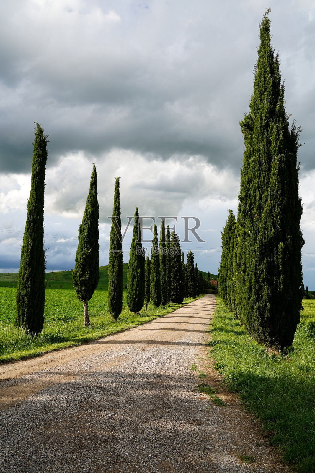 柏树成排与乡间小路照片摄影图片