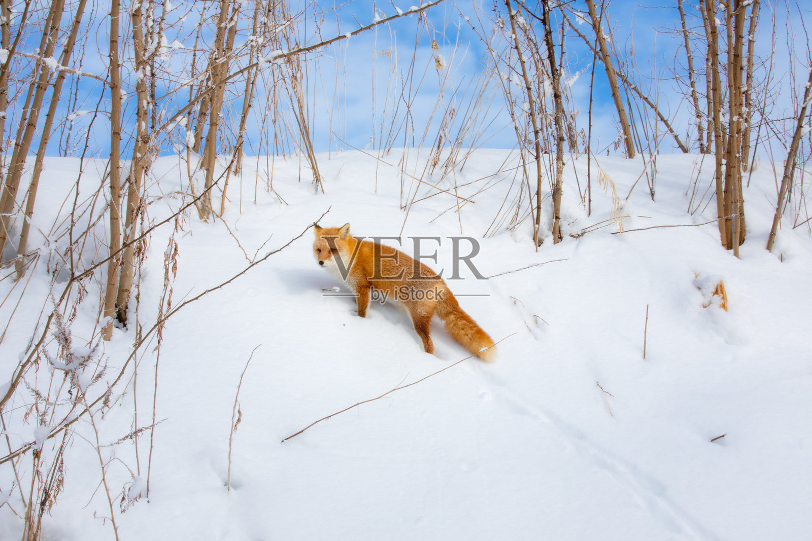 雪中的野生红狐照片摄影图片