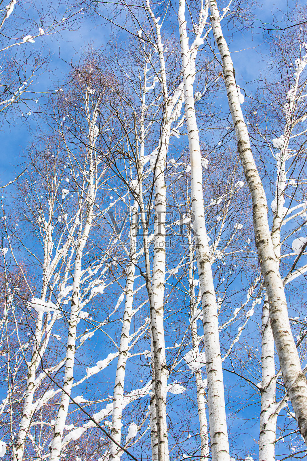 被雪覆盖的白桦树照片摄影图片