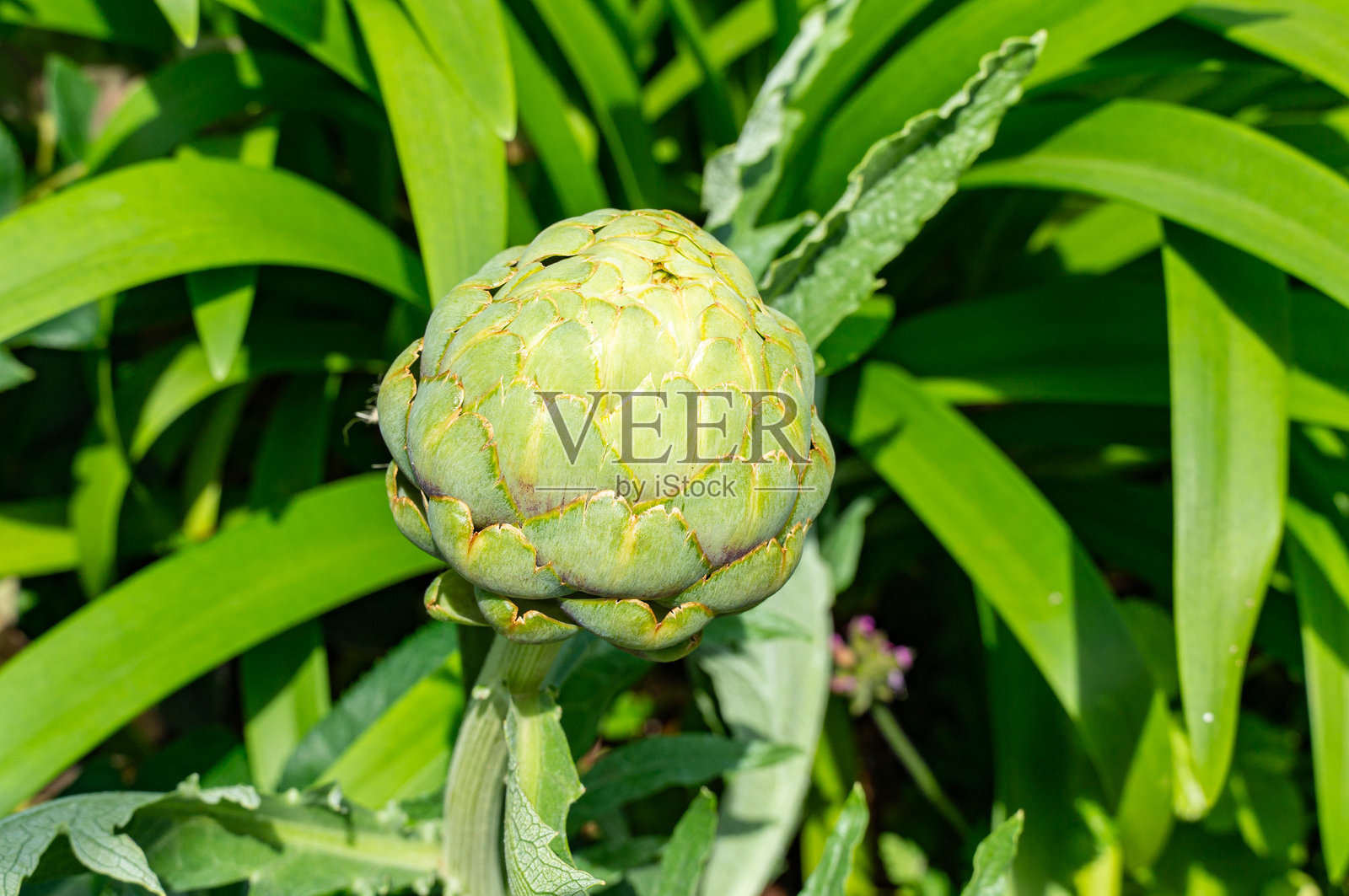 丰盈的朝鲜蓟种植在花园里照片摄影图片