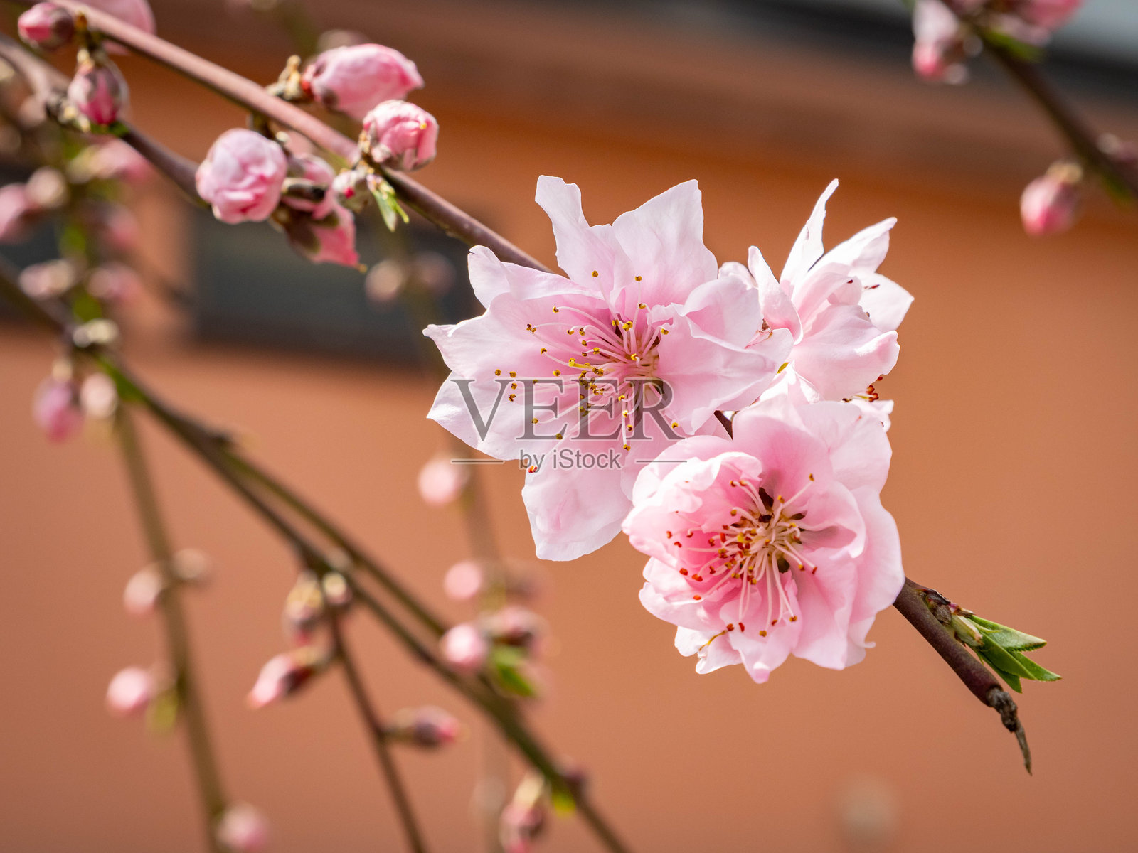 双樱花开始绽放照片摄影图片