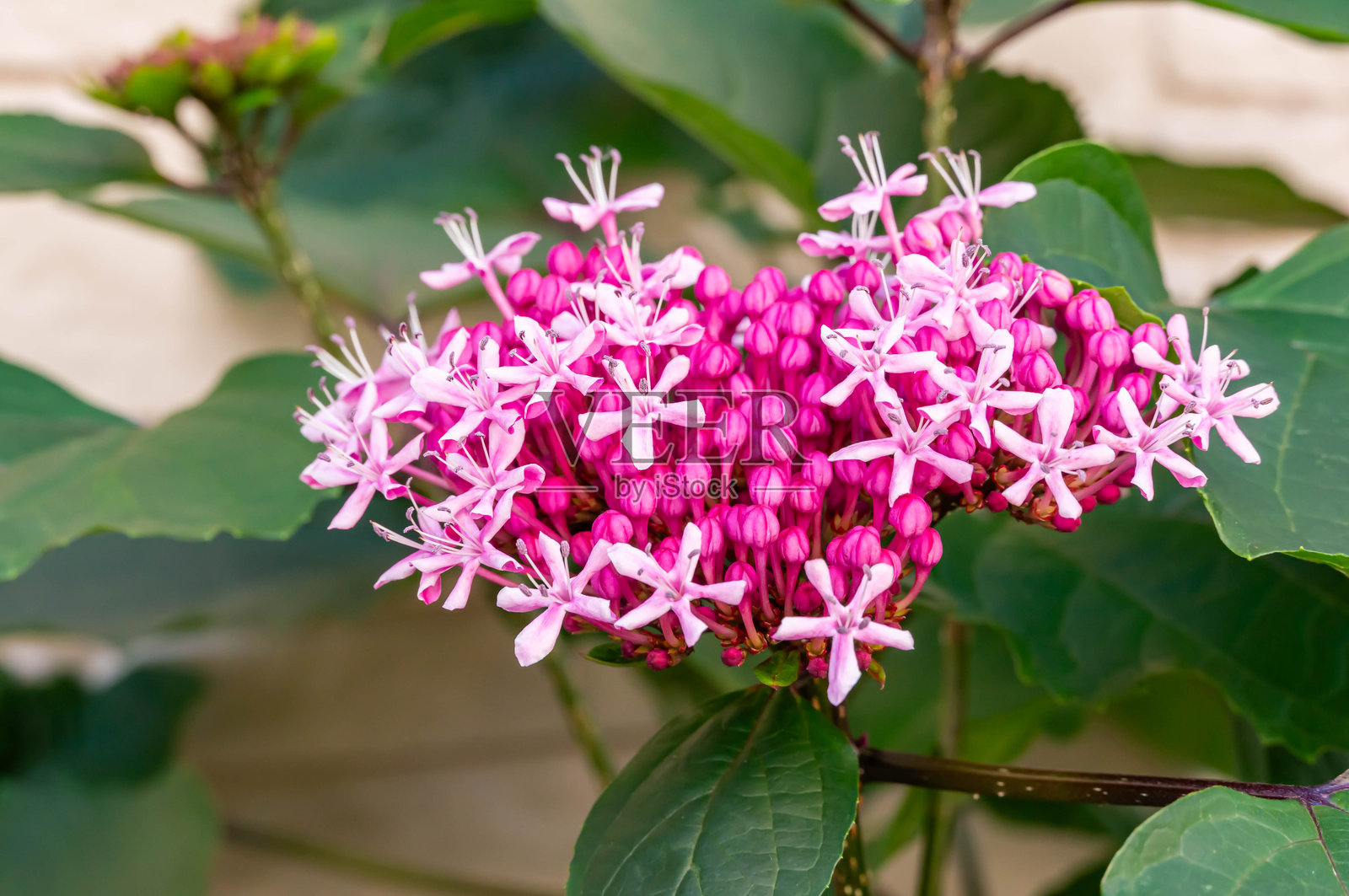 一张美丽的粉色荣耀花的照片照片摄影图片