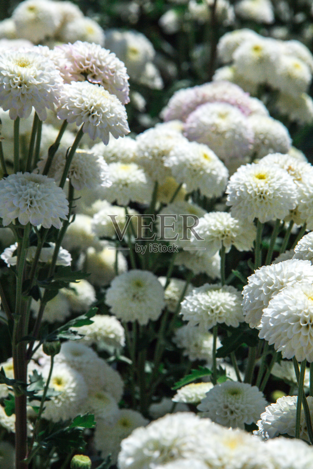 菊花，前称为白色绣球花照片摄影图片