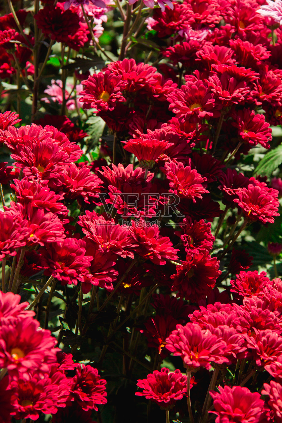 菊花，前称为大菊，红色盛开照片摄影图片