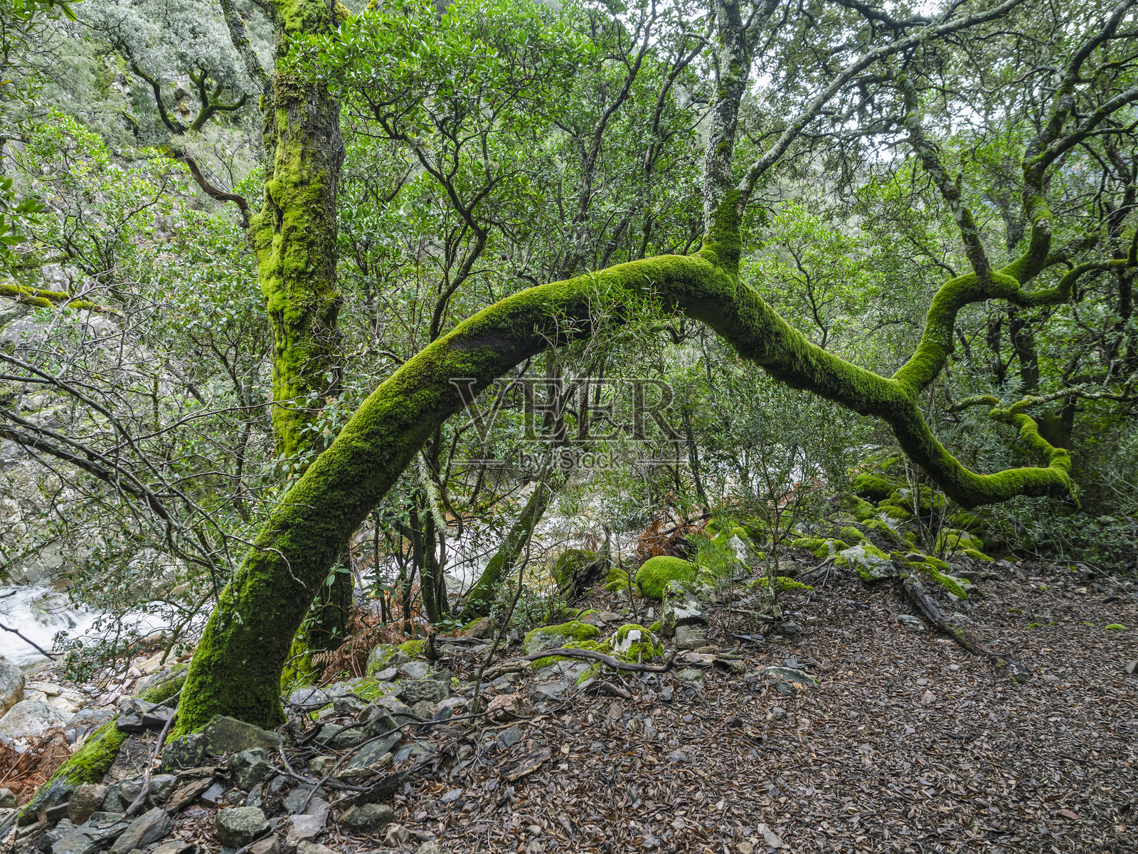 巴图埃卡斯河岸边苔藓覆盖的树木风景。巴图埃卡斯谷。拉阿尔贝尔卡。萨拉曼卡。照片摄影图片