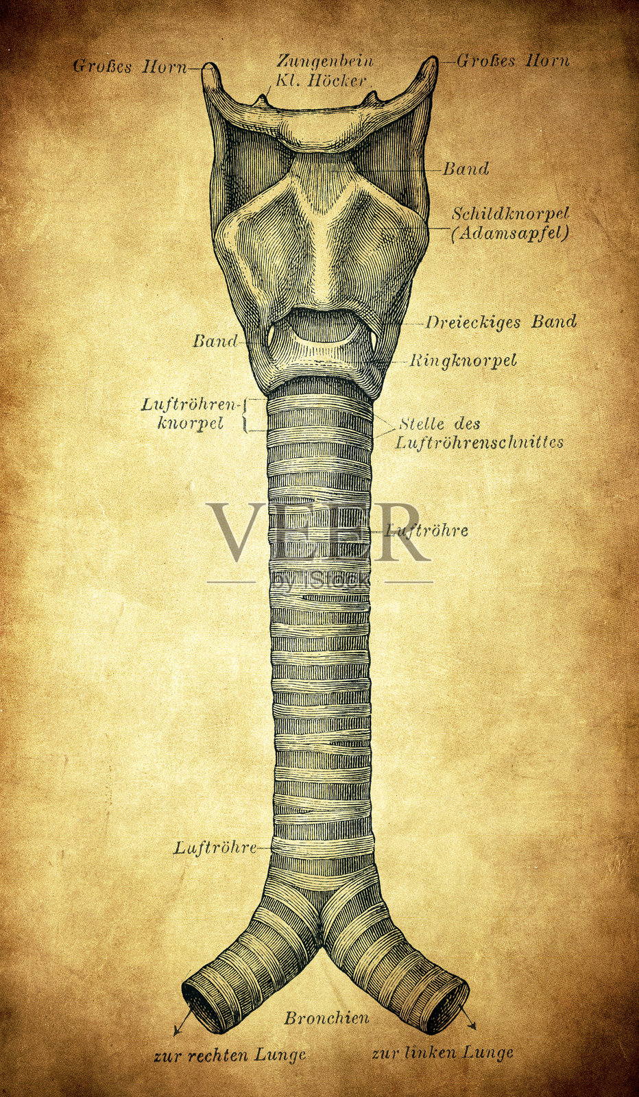 气管和喉部插画图片素材