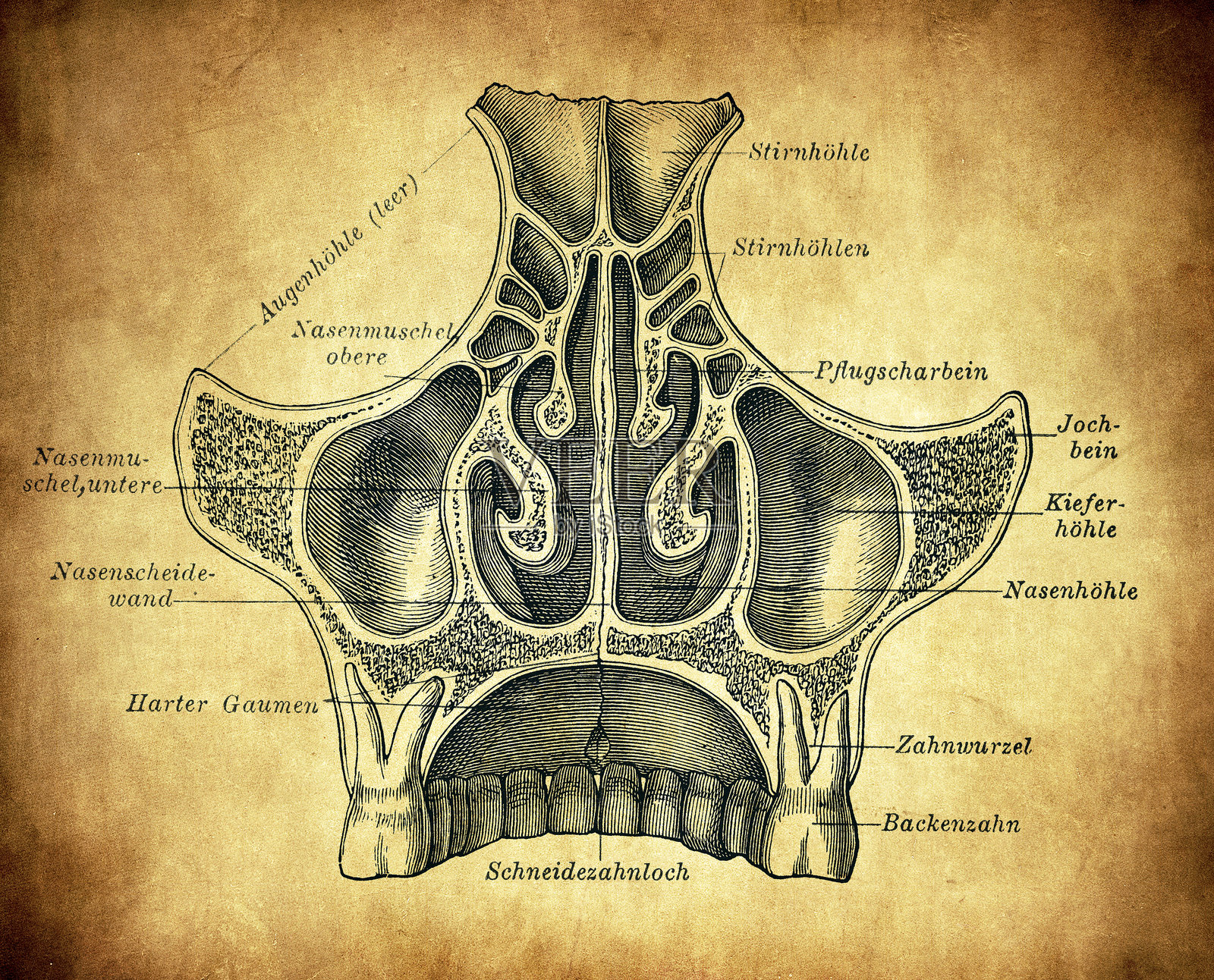 从后方观察上颌。鼻窦、口腔和上颌窦的视图插画图片素材