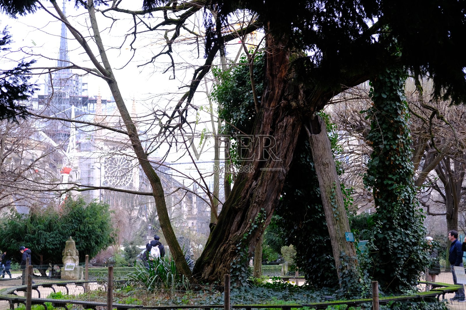 法国首都最古老树木的景观。照片摄影图片