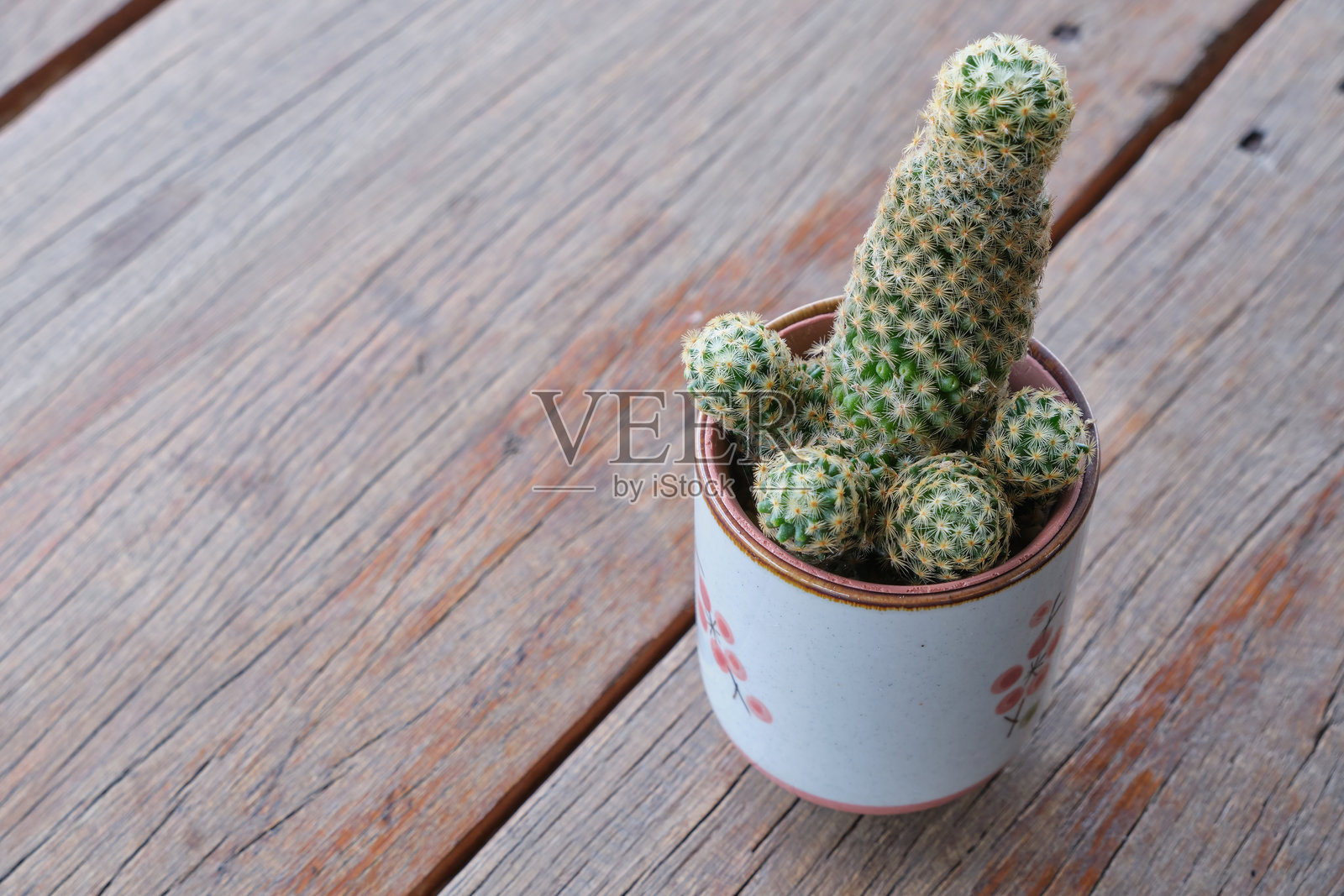 木桌上的盆栽仙人掌照片摄影图片