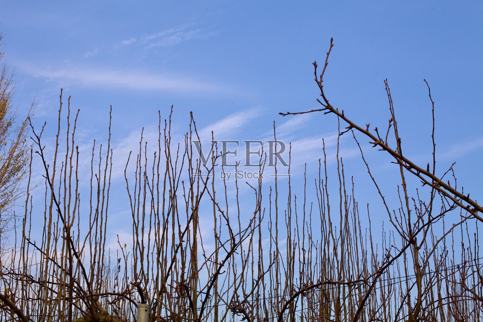 光秃的树枝映衬在晴朗的天空下照片摄影图片