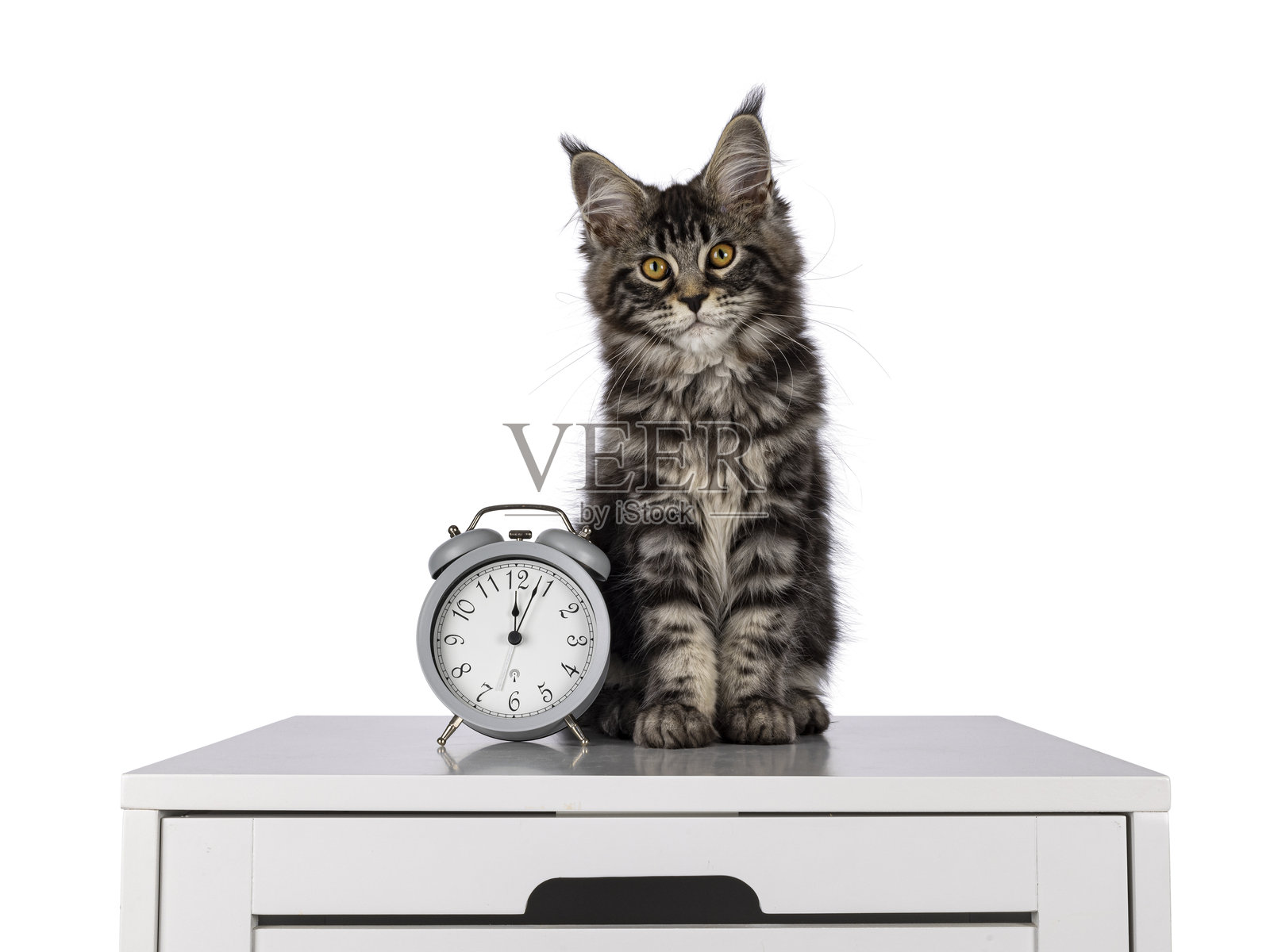 白色背景上的床头柜里的猫照片摄影图片