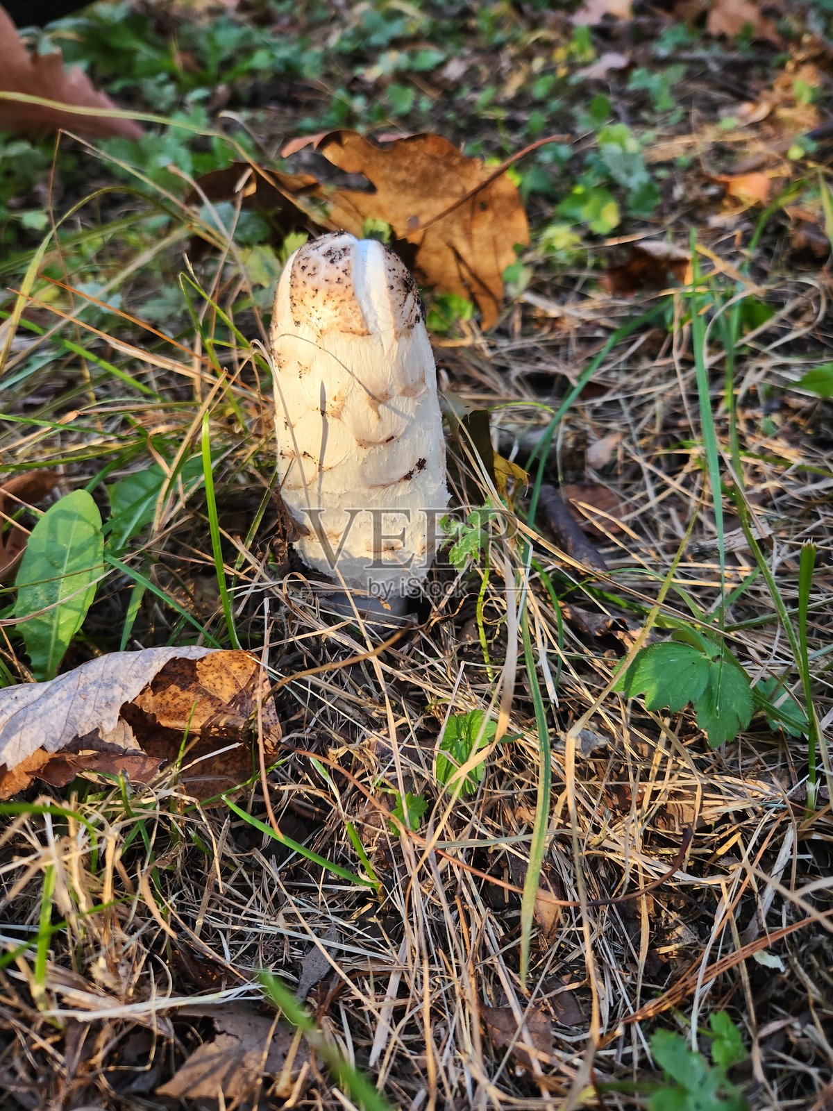 分裂的蘑菇照片摄影图片