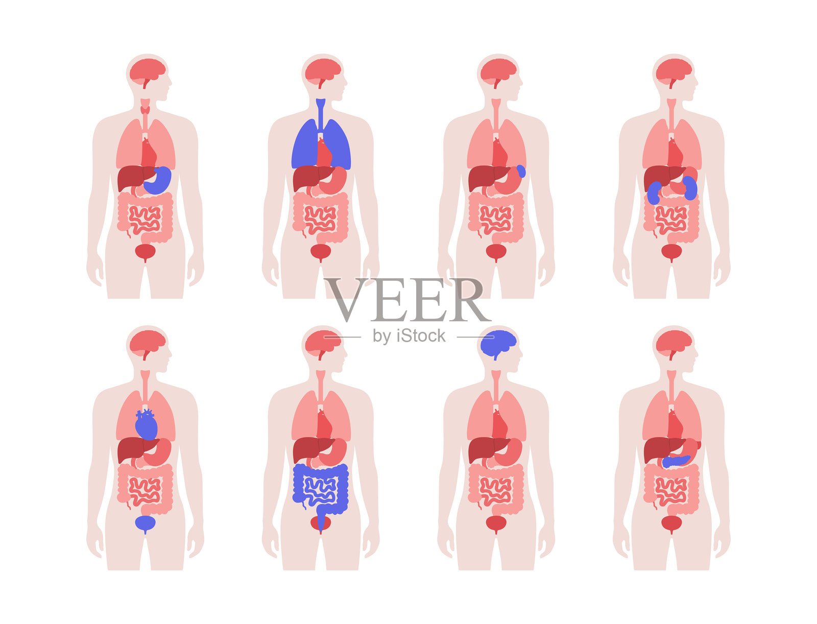 人体内部器官插画图片素材