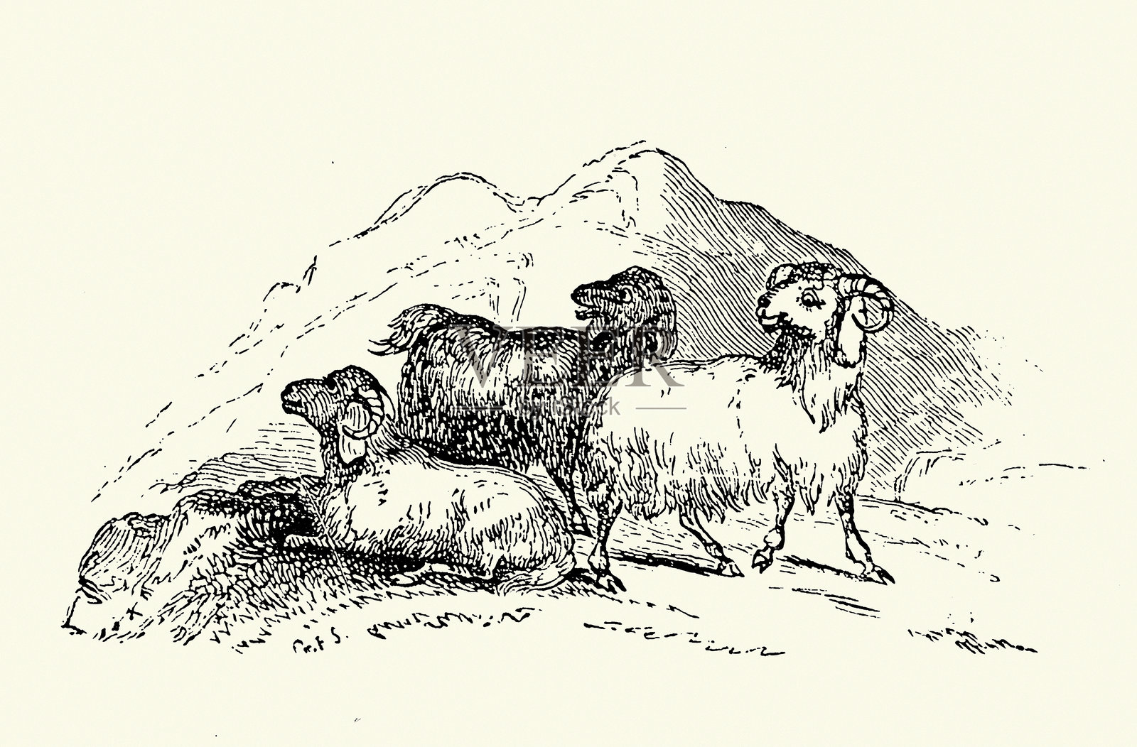 山羊，家畜，19世纪复古插图插画图片素材
