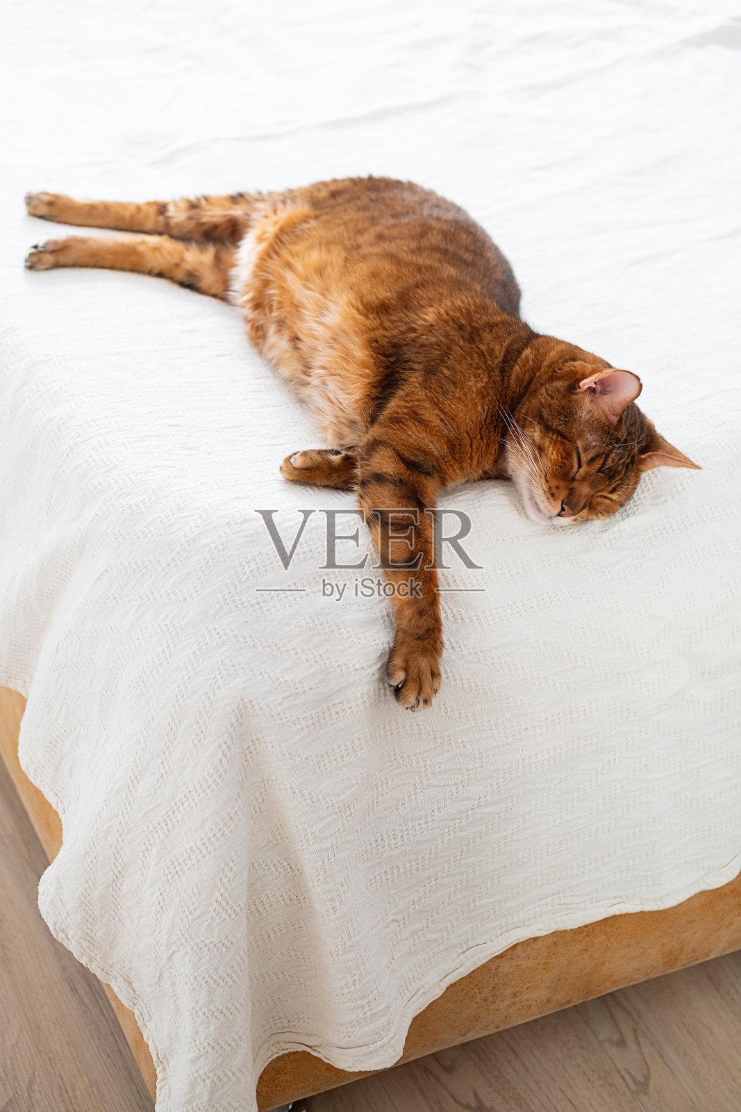 慵懒的姜黄色猫咪在白色床上休息。舒适的宠物生活方式。照片摄影图片