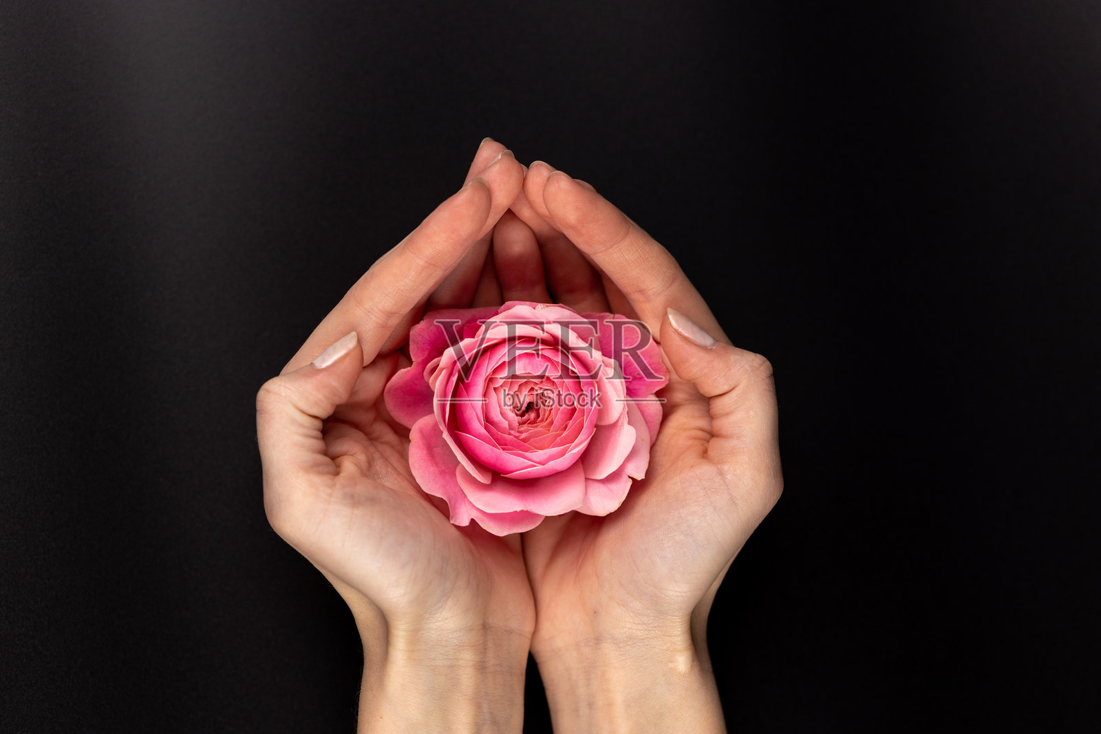 黑色背景下，女人的手掌上放着一朵粉色的牡丹玫瑰，盛开的花蕾，许多花瓣，花园花卉没有叶子，茶玫瑰，鲜艳的紫红色花瓣。照片摄影图片