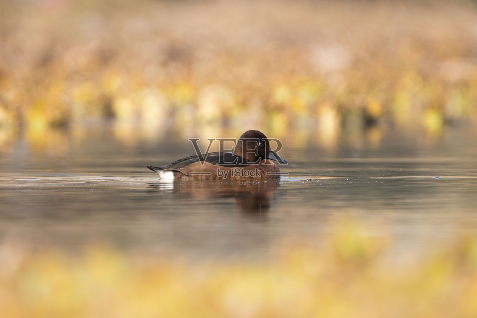 鸭子在秋色映衬下的宁静湖面上游泳。照片摄影图片