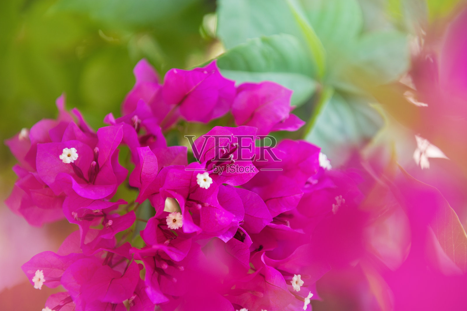 美丽的夏季自然背景，盛开的粉色九重葛花束照片摄影图片