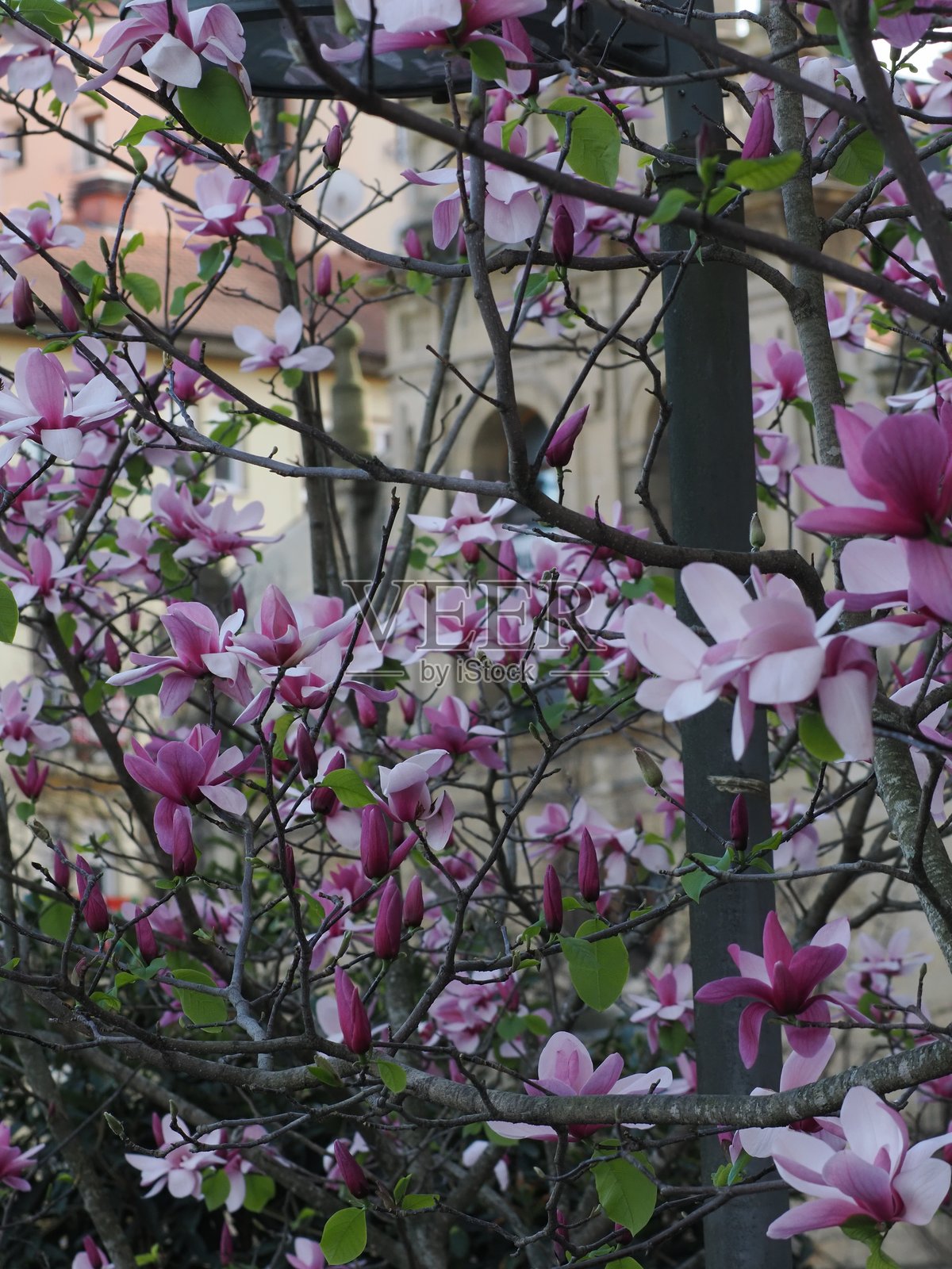 盛开的玉兰花照片摄影图片