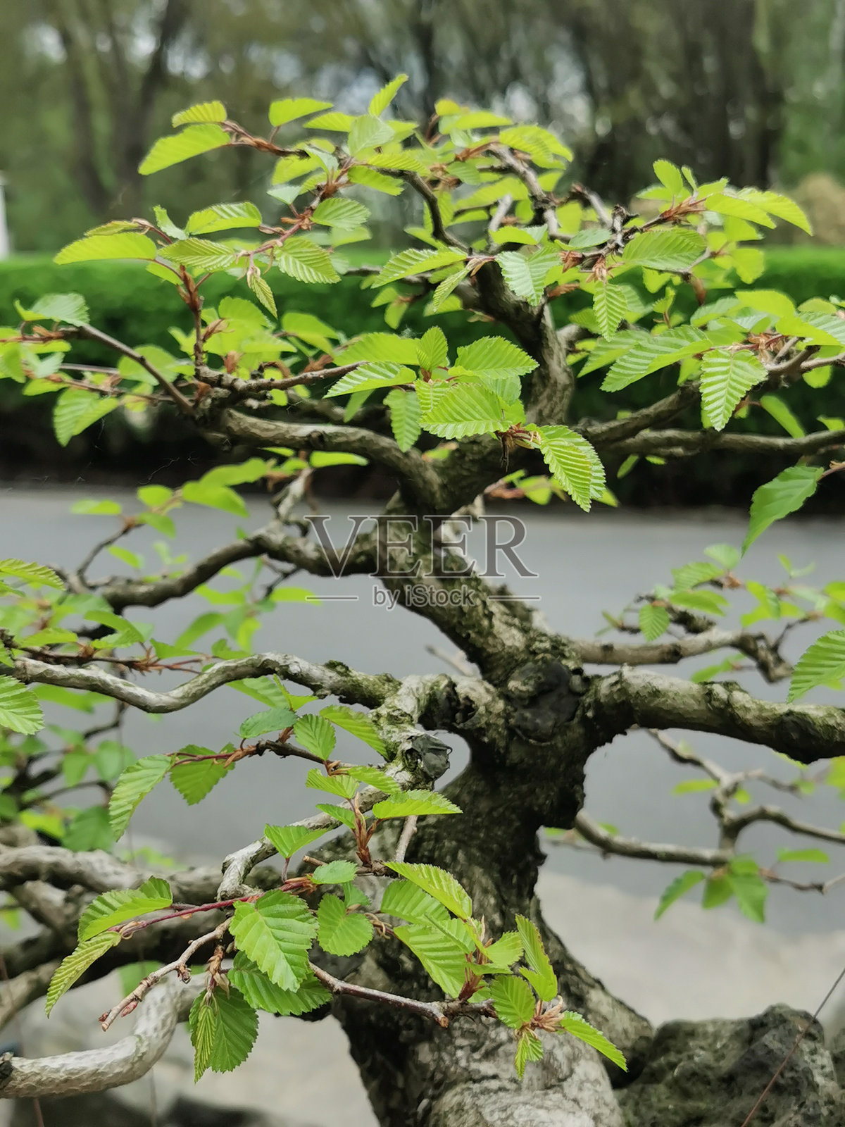 非常古老的盆栽树照片摄影图片