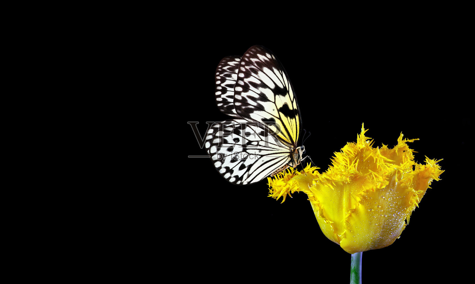 明亮的热带蝴蝶停在黄色郁金香花上，花瓣上有水滴，背景为黑色。水仙纸蝴蝶。大树天使。白色天使蝴蝶。照片摄影图片