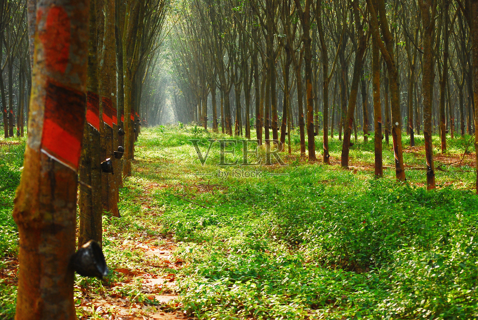 阳光明媚的早晨，金色阳光洒在热带树木和田野上。春季的金色黎明，树木和山脉的剪影。乡村中可持续的风景草地，雾气弥漫的森林。令人惊叹的绿色景观。照片摄影图片