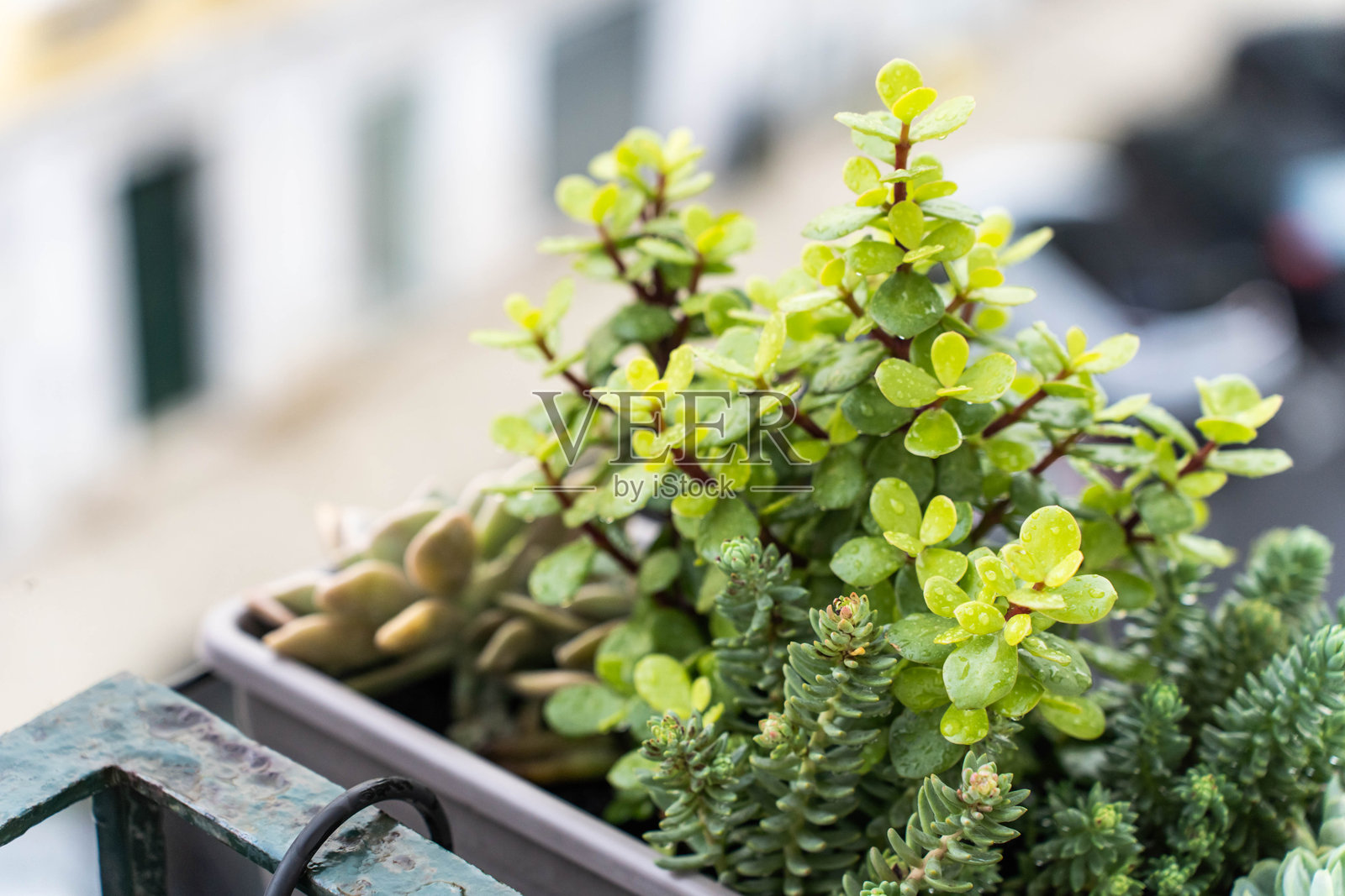 各种绿色多肉植物的集合。阳台花盆中的多肉花园照片摄影图片