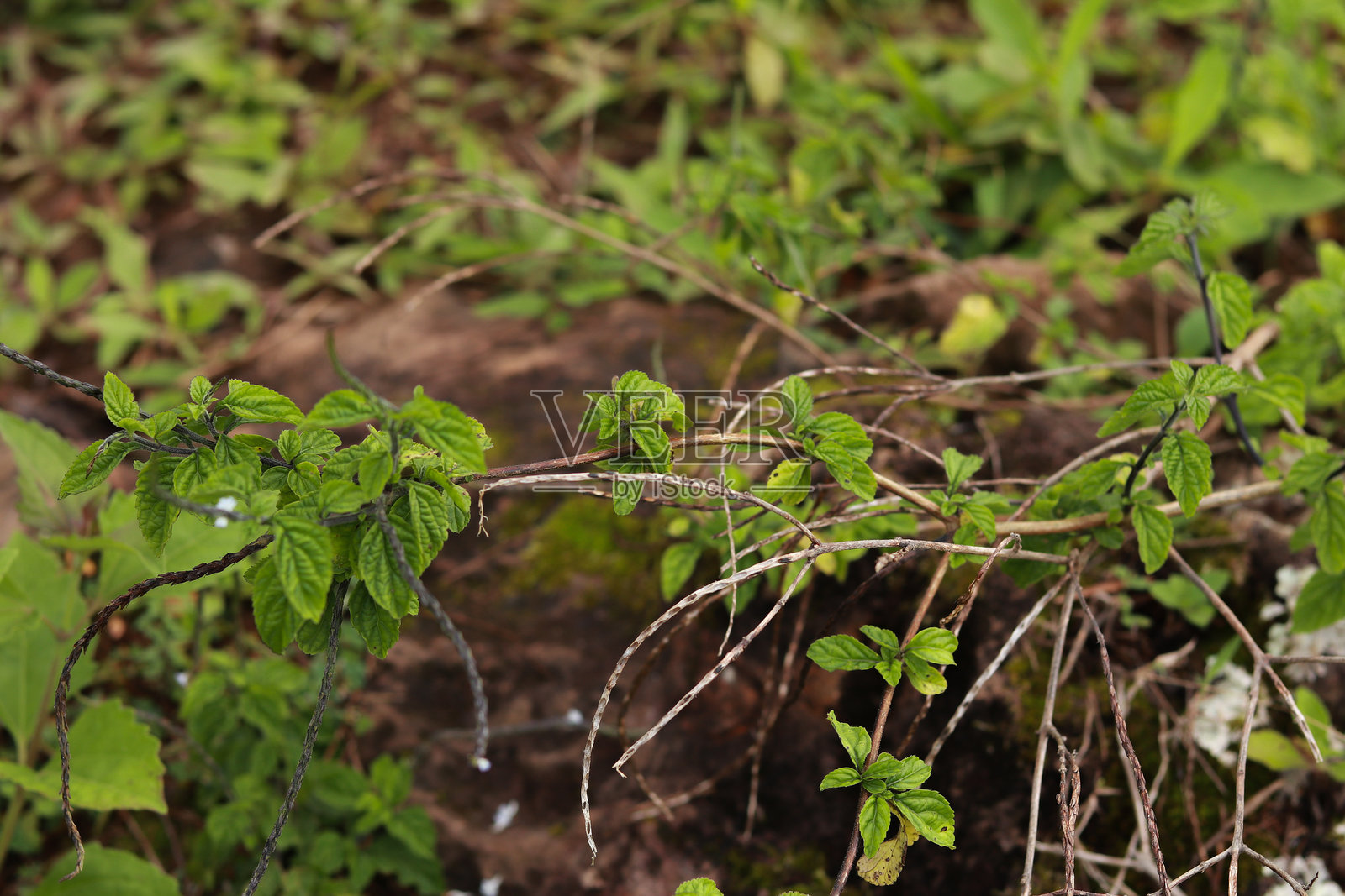 自然环境中绿色植物叶子的特写照片摄影图片